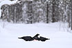 Ravens in the snow