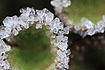 Hoar frost ice crystals on the rim of cup lichen