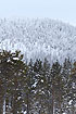 Vitbergen Nature Reserve (Natura 2000)