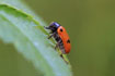 Photo ofFour Spotted Leaf Beetle (Clytra quadripunctata). Photographer: 
