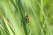 Black-and-red Froghopper - a fairly new species in Denmark