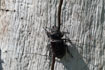Photo ofStagbeetle (Lucanus cervus). Photographer: 