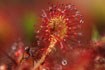 Round-leaved Sundew with fly