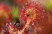Round-leaved Sundew with fly