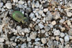The very rare ground beetle species Calosoma reticulatum