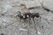 Photo ofDune Tiger Beetle (Cicindela maritima). Photographer: 