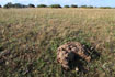 Cow dung on Stora Alvaret (the Great Alvar). The cows are used for nature conservation.