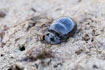 Photo ofHorned Dung Beetle (Copris lunaris). Photographer: 