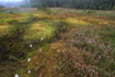 Bog with Cross-leaved Heath, Bog Cranberry, Round-leaved Sundew and other interesting plants