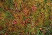 Bog Cranberries and Round-leaved Sundew in the spaghnum moss