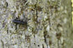 The large longhorn beetle Cerambyx scopoli