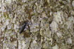 Lesser Capricorn Beetle