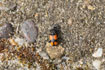 Photo ofCrucifix Ground Beetle (Panagaeus cruxmajor). Photographer: 