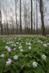 Wood Anemone on the forest floor