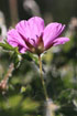 Foto af Blodrd Storkenb (Geranium sanguineum). Fotograf: 