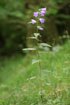 Photo ofGiant Bellflower (Campanula latifolia). Photographer: 