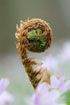 Fern frond and Wood Anemone