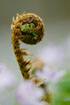 Fern Frond and Wood Anemone