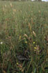 Common Viper in the grass