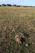 Cow dung on the great Alvar (Stora Alvaret)