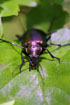 Photo ofLesser Searcher (Calosoma inquisitor). Photographer: 