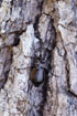 Foto af Lille Pupperver (Calosoma inquisitor). Fotograf: 