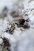 Foto af Lille Pupperver (Calosoma inquisitor). Fotograf: 