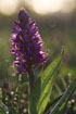 Backlit Western Marsh-orchid