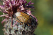Photo ofBlack-shouldered Shield Bug (Carpocoris purpureipennis). Photographer: 