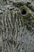 Detail image of one of the ancient oak trees at Halltorps Hage on land