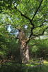 Photo ofOak (unidentified) (Quercus sp.). Photographer: 