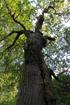 Foto af Eg (ubestemt) (Quercus sp.). Fotograf: 