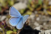 Photo ofTurquoise Blue (Polyommatus dorylas). Photographer: 