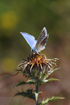 Foto af Hvidrandet Blfugl (Polyommatus dorylas). Fotograf: 