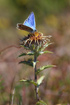 Turquoise Blue on Carline Thistle