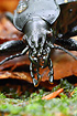 Portrait of the the large ground beetle Carabus coriaceus