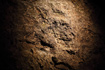 Fossils in the Lummerlunda Cave og Gotland, Sweden