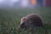 Late evening Hedgehog