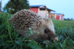 Hedgehog a late evening