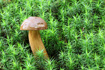 Boletus mushroom in the moss