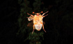 Summer Chafer / European June Beetle in flight
