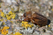 Photo ofSummer Chafer (Amphimallon solstitiale). Photographer: 