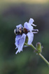 Bee Beetle in Chicory