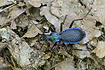 Photo ofBlue Ground Beetle (Carabus intricatus). Photographer: 