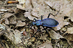 Blue Ground Beetle (Carabus intricatus)