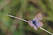 Photo ofEastern Baton Blue (Pseudophilotes vicrama). Photographer: 