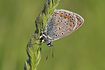 Common Blue with morning dew