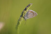 Common Blue with morning dew