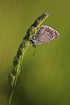 Common Blue photographed in the early morning with dewdrops on the plant and butterfly