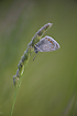 Common Blue with dew drops just before sunrise